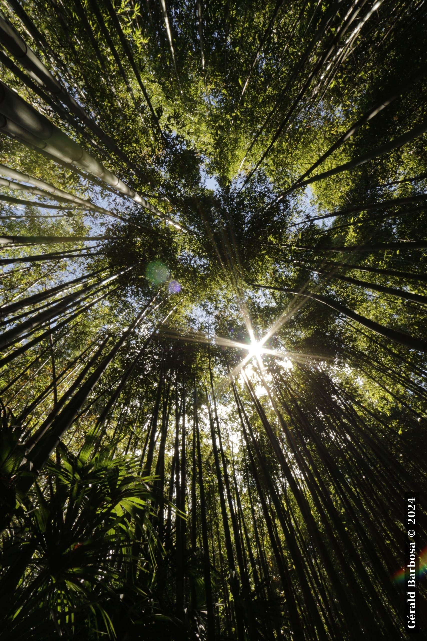 La Bambouseraie en Cévennes