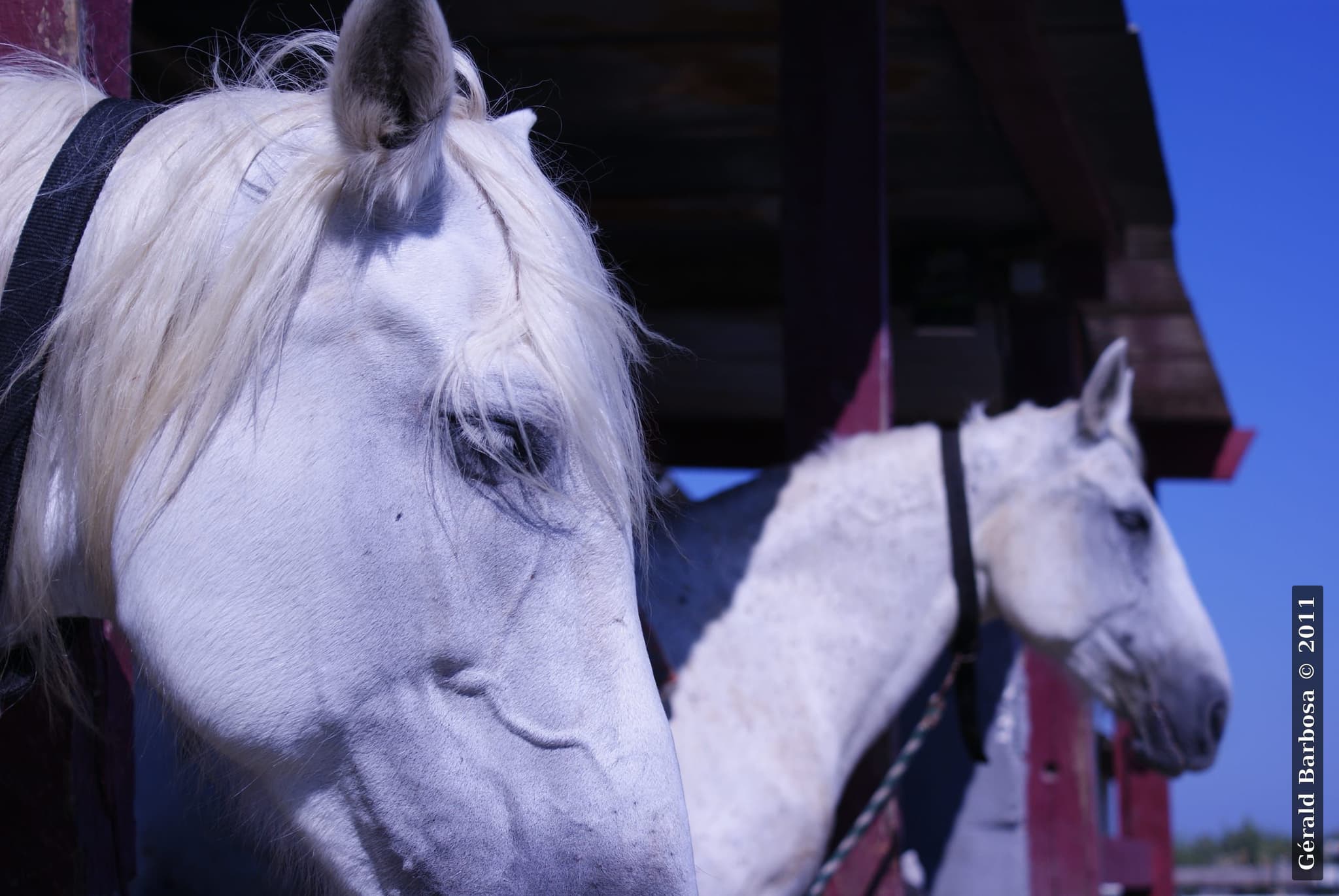 Chevaux en Camargues